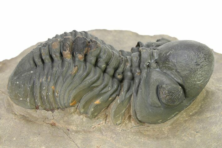 Detailed Reedops Trilobite - Atchana, Morocco #319930